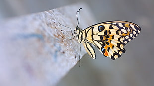 macro photography of brown, black, and blue butterfly HD wallpaper